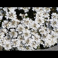 Iberis Semperflorens (fam Brassicacees) (Europe meridionale) (02)